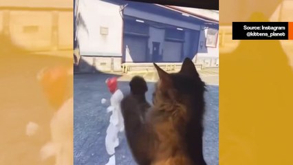 Hilpeä video: raivokas kissa taistelee jopa videopelin kanssa