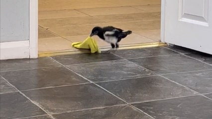 Girl welcomes baby magpie as it settles comfortably on her lap