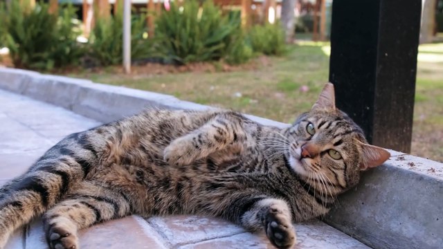 Kitty Cat, Mewo Mewo, Kitty Cat, Kitty Cat, O Kitty Cat Funniest Cat Moments MyCatCom