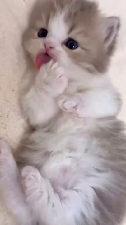 Cute kitten