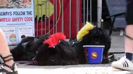 Punk dogs of Rebellion Festival