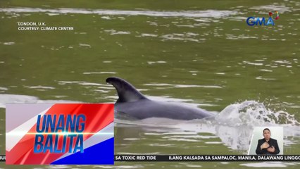 Dolphin, naligaw sa Thames River | Unang Balita