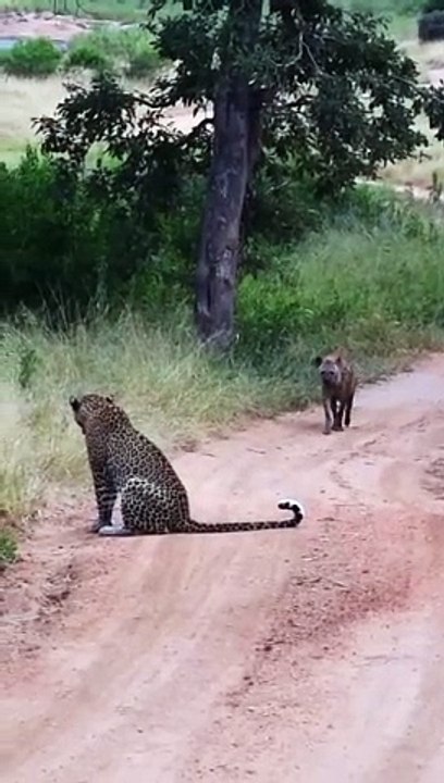 Hyena Makes Big Loop Around Leopard