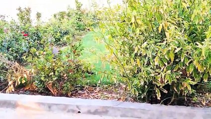 Peacock style dance to impressed female for crossing