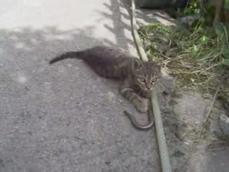 Yavru kedi ve yılan