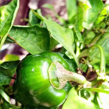 -ANDRÉS DE JESÚS VÉLEZ FRANCO- TURISMO CAFETERO EN COLOMBIA (PARTE 2) (@AndresdeJesus90)