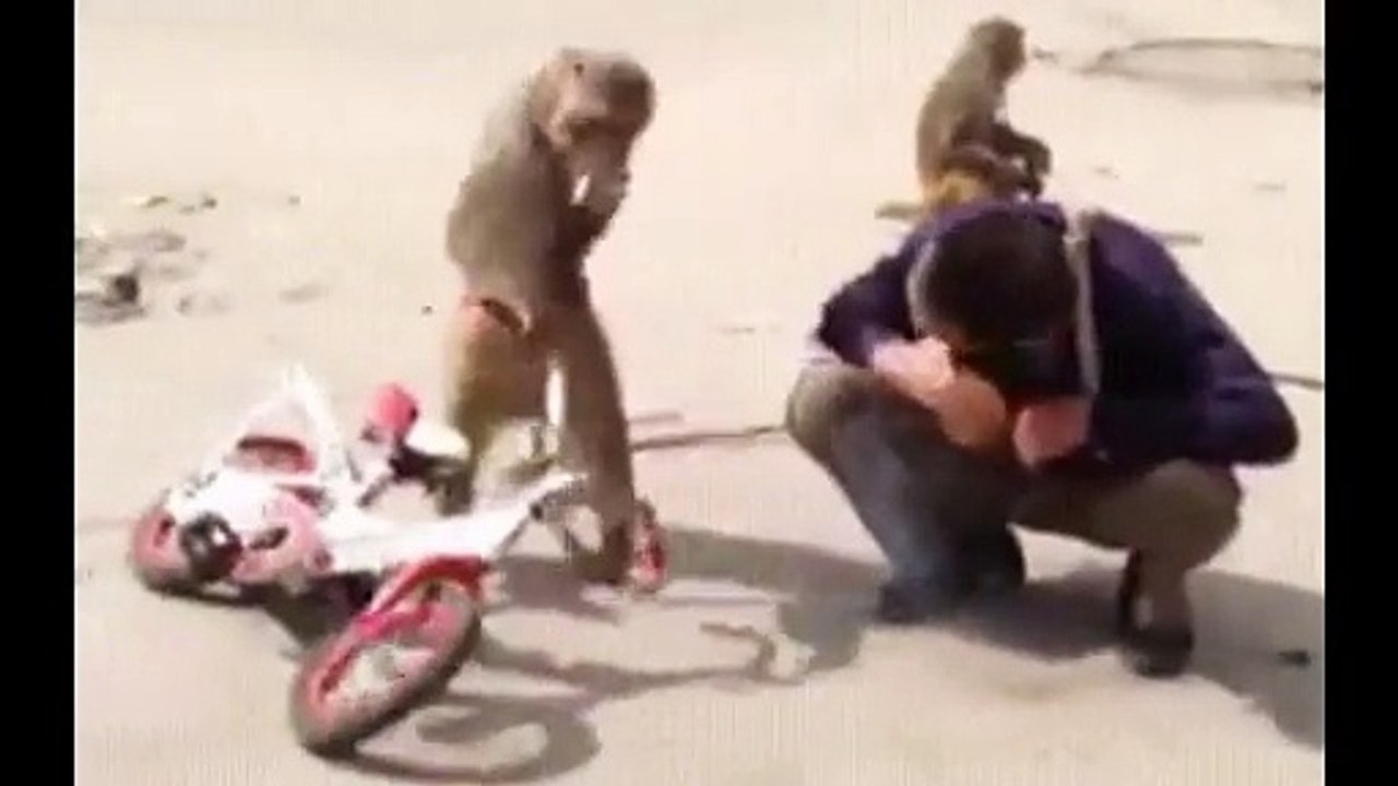 Funniest Monkey  -  cute and funny monkey videos Full HD