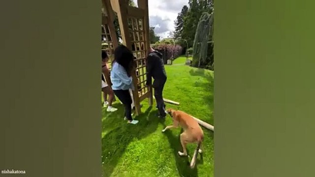 Funniest Animal Make You Laugh Best Funny Animals Videos Of 2024 videos