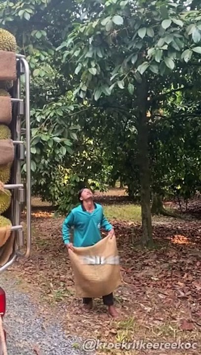 Professional durians catchers