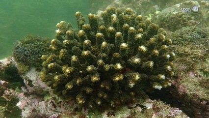 Siembran corales en viveros submarinos en la Costa Sur