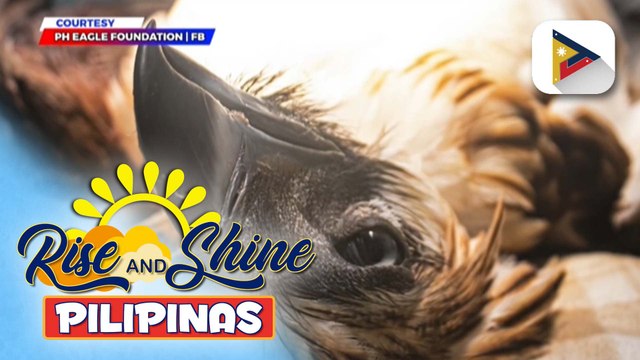 Reward money para sa ikahuhuli sa responsable sa pagpatay sa Philippine eagle na si Mangayon, itinaas na sa P100-K
