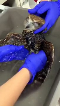 Owl Bathes with Owner: Relaxation and Enjoyment! #Viral #Trending #Owl #Wildlife