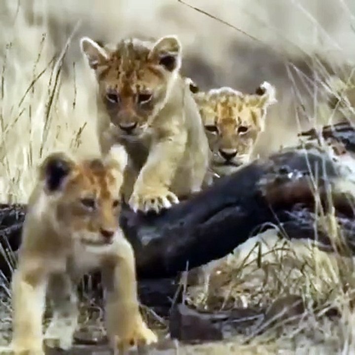 Lion Cubs Strolling in the Savanna: Future Kings of the Jungle! #Viral #Trending #LionCubs #Wildlife
