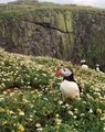 Group of Puffins Stroll Through Flower Garden on Hilltop! #Viral #Trending #Puffins #Wildlife
