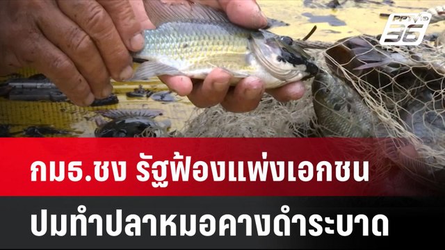 กมธ.ชง รัฐฟ้องแพ่งเอกชน ปมทำปลาหมอคางดำระบาด | โชว์ข่าวเช้านี้ | 2 ส.ค. 67