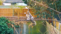Squirrels Eating in Different Locations: Cute Wildlife Moments! #Squirrel #Eating #Wildlife #Nature #Viral #Trending