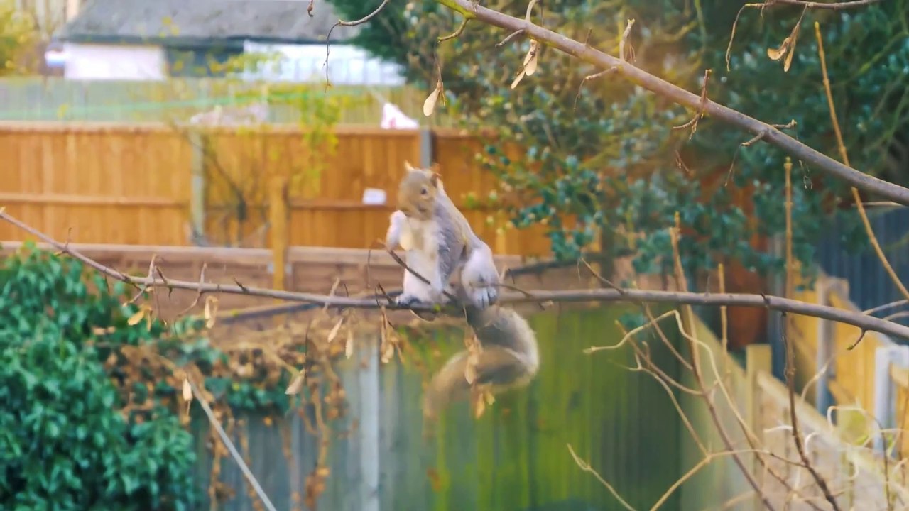 Squirrels Eating in Different Locations: Cute Wildlife Moments! #Squirrel #Eating #Wildlife #Nature #Viral #Trending