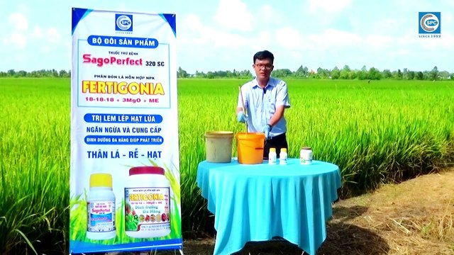 Bộ đôi phòng trừ lem lép, giúp lúa vô gạo, chắc hạt