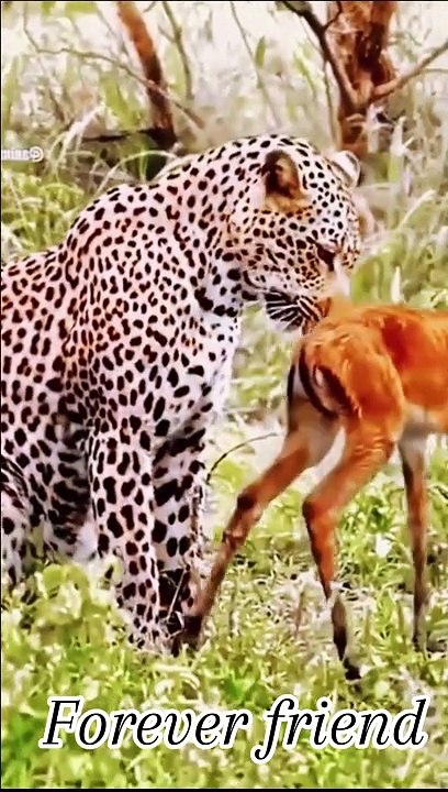 Friendship forever
