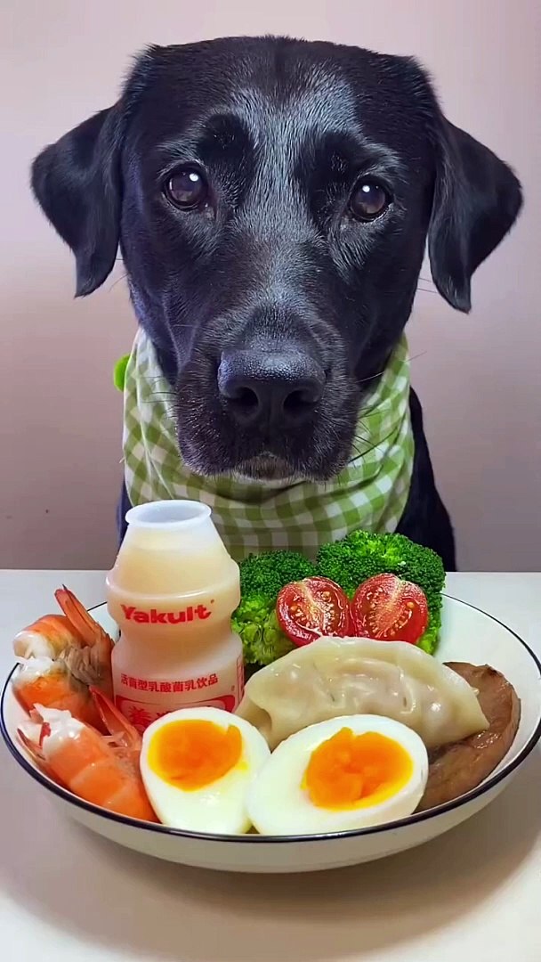 ⁣Dog eating|dog facts viral video|viral video dog|