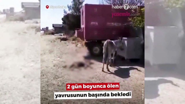 Anne eşek ölen yavrusunun başından 2 gün boyunca ayrılmadı! Belediye ekipleri müdahale etti