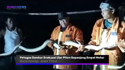Petugas Dinas Pemadam Kebakaran dan Penyelamatan Banyuwangi Evakuasi Ular Piton Sepanjang Empat Meter yang Sering Memangsa Hewan Ternak