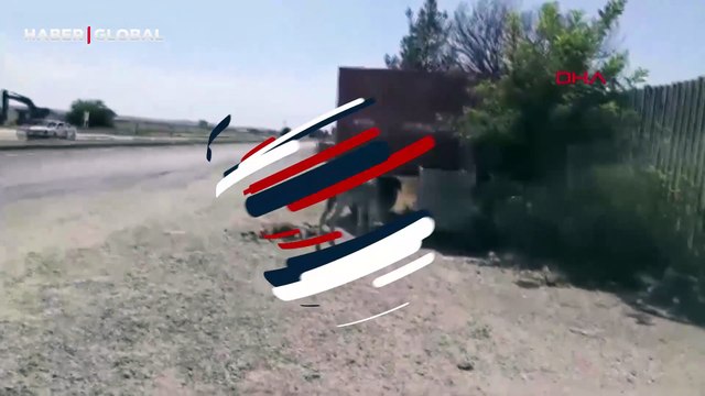 Çarpan sürücü kaçtı! Diyarbakır'da eşek, ölen yavrusunun başından 2 gün boyunca ayrılamadı