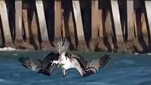 Crazy Osprey grabs huge catfish and almost gets dragged under. #bird #osprey
