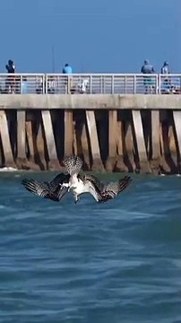 Crazy Osprey grabs huge catfish and almost gets dragged under. #bird #osprey