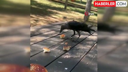 Masaya gelen karga kahvaltıya ortak oldu