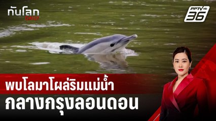 พบโลมาโผล่ริมแม่น้ำกลางกรุงลอนดอน | ทันโลก DAILY | 2 ส.ค. 67
