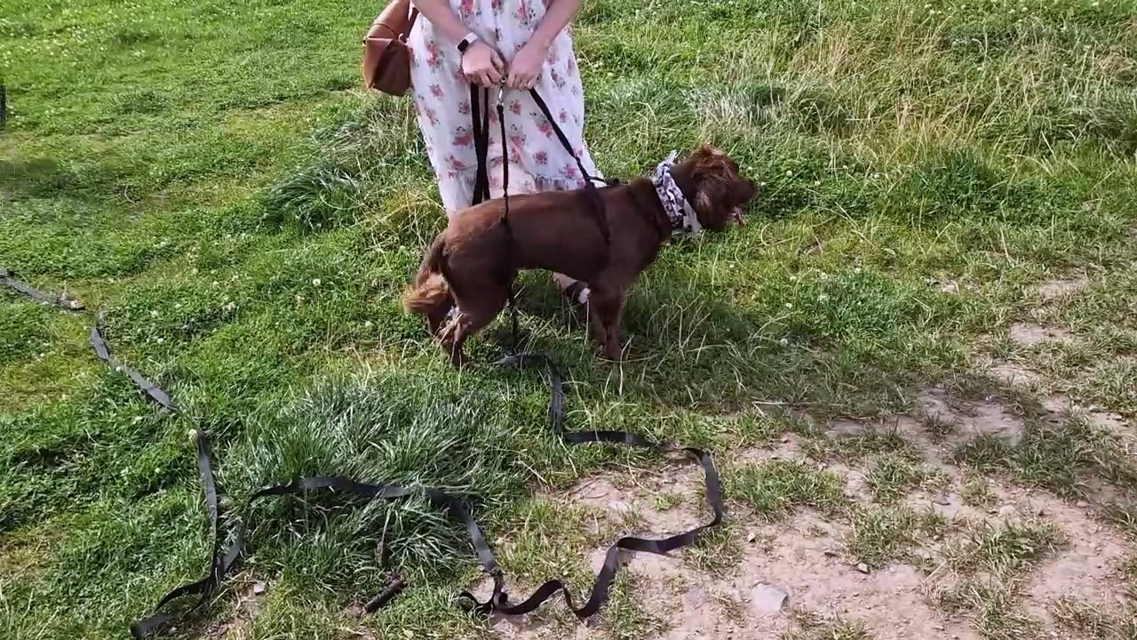 Rocky the dog