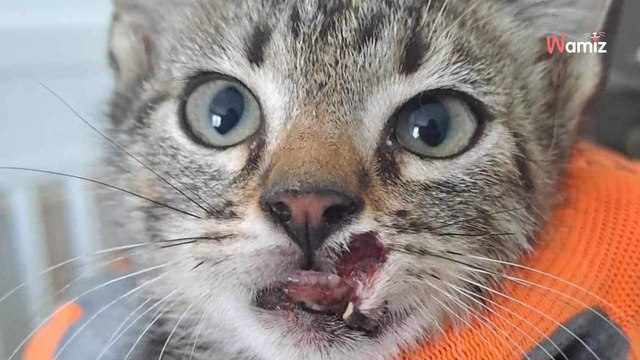 Elle voit des gens qui jettent une commode à la poubelle et comprend qu'une scène d'horreur est sous ses yeux