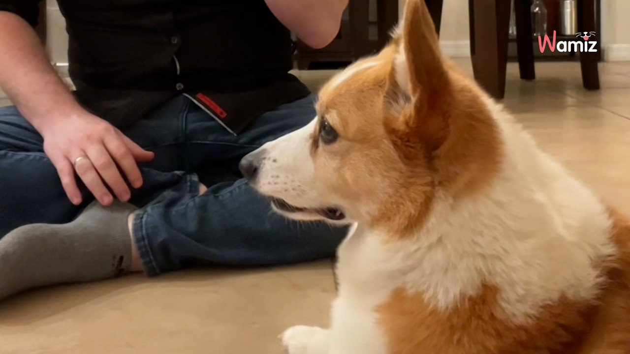 Ce Corgi apprend la langue de signes du jour au lendemain : 28M de personnes regardent la vidéo en boucle (vidéo)