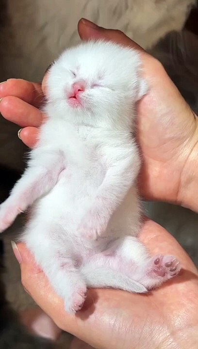 Newly born cat   cute baby cat   cute baby ghost  new born cat