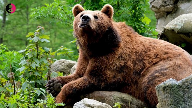 Discovering Unique Moments in Animal Life: Fascinating Behaviors and Rare Occurrences