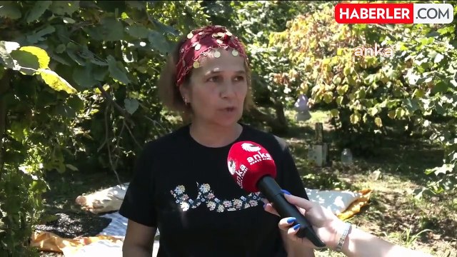 Ordu'daki Üreticiler Fındık Alım Fiyatına Tepki Gösterdi
