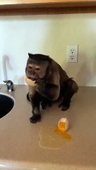 I’m in trouble I didn’t wait!! But I was just trying to make my own breakfast I’m almost 10!!