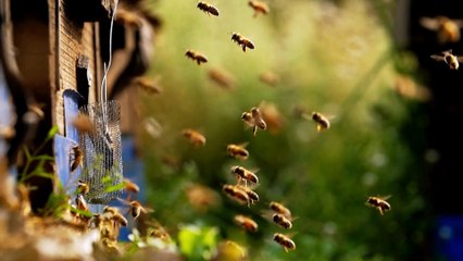 Captivating Moments in Bee Life: Amazing Behaviors and Rare Sightings