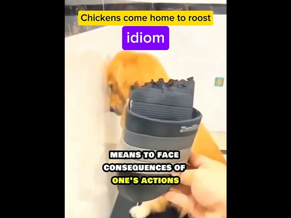 Chickens come home to roost (idiom)