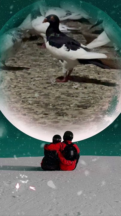 #trending #usa #viral #shortvideo #baby #pet #animals #birds #pigeon #pigeonlove #danish #magpies