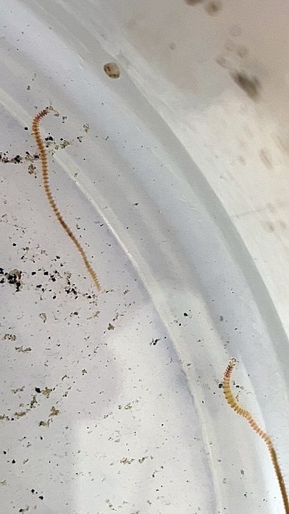 Eunices juvéniles