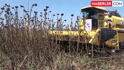 Osmaniye'de Ayçiçek Hasadı Başladı