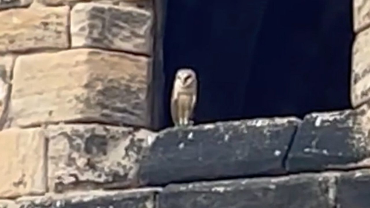 Ring bearer owl causes a flap by disappearing for seven hours during wedding