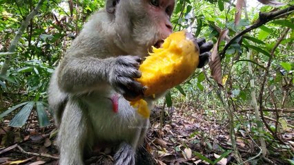 beautiful-jane-monkey-looking-for-food-she-hungry