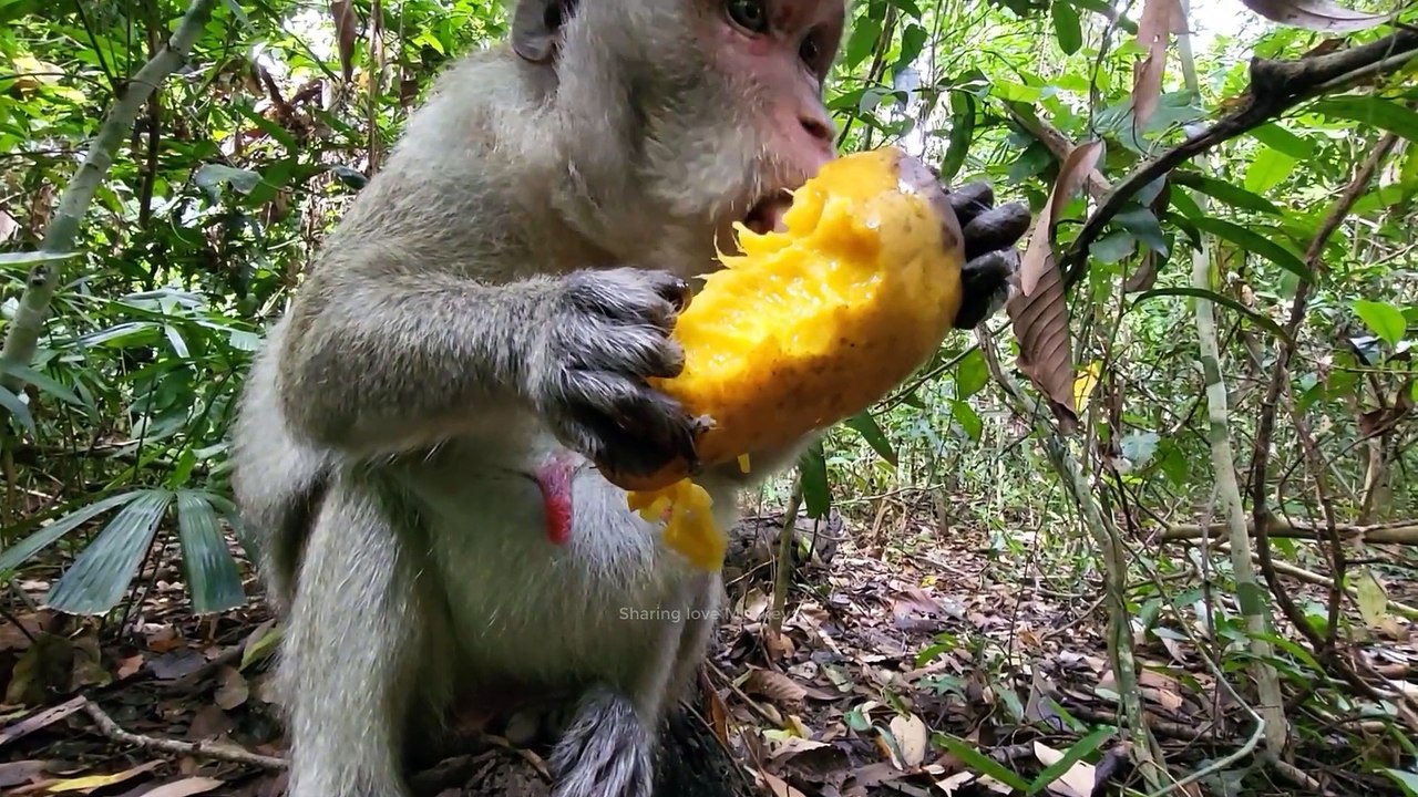 beautiful-jane-monkey-looking-for-food-she-hungry