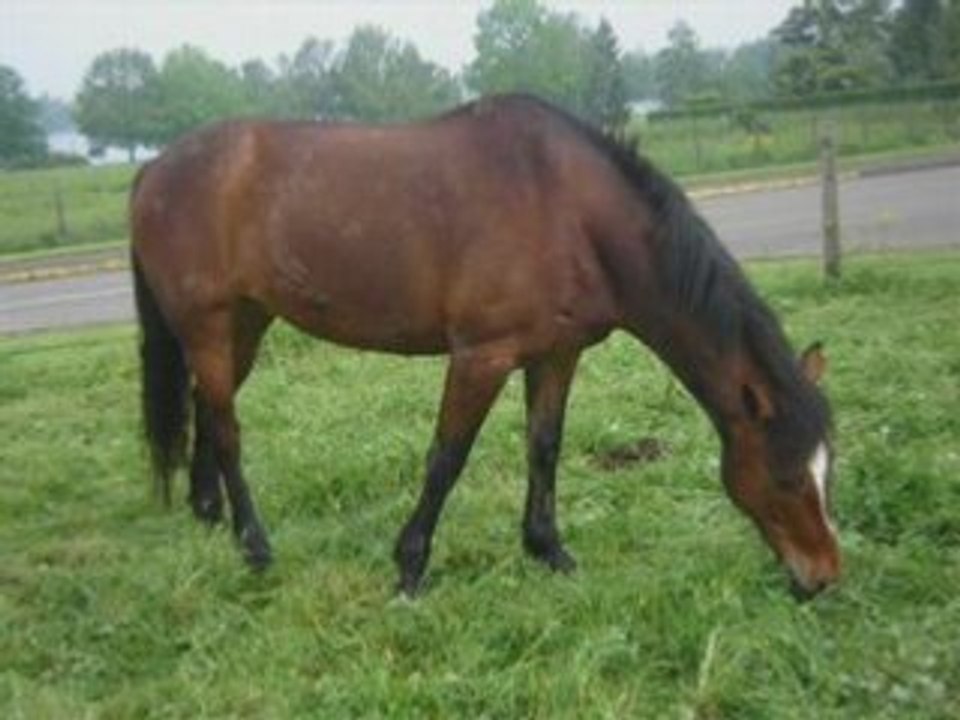 Video du club des poons !!!