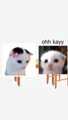 she just wanted to Sit with you! 