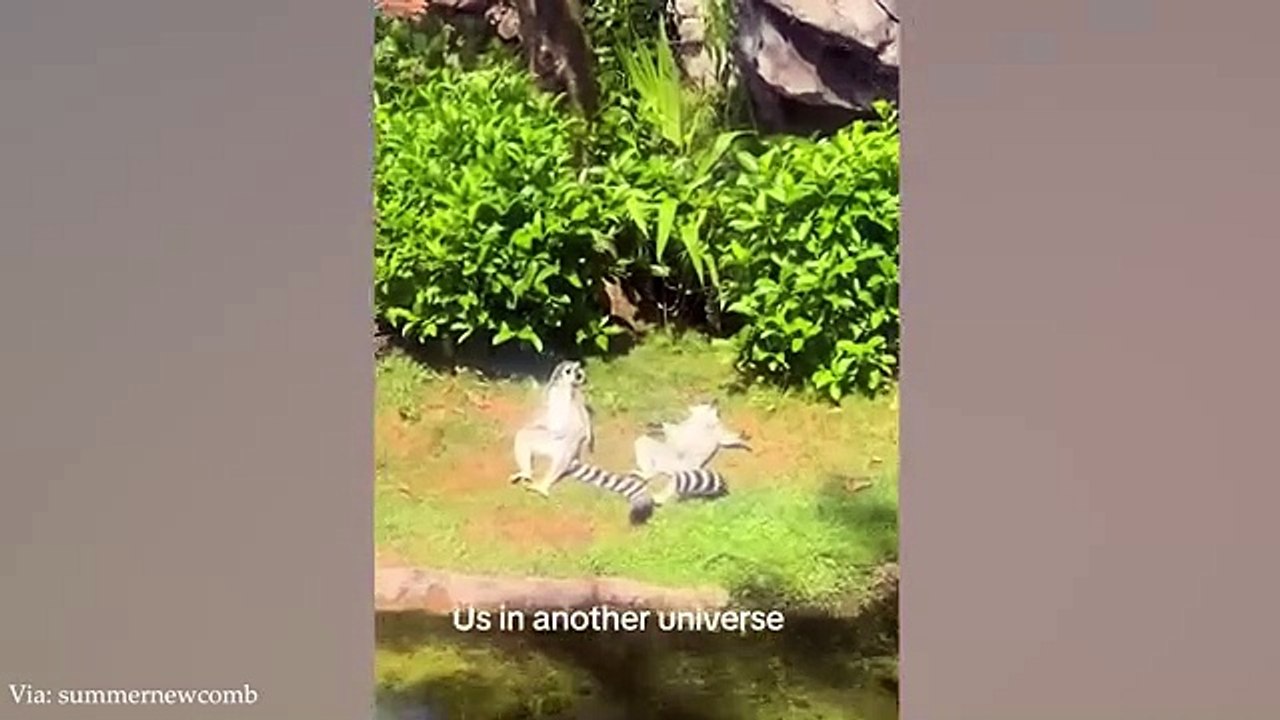 Funny animals video