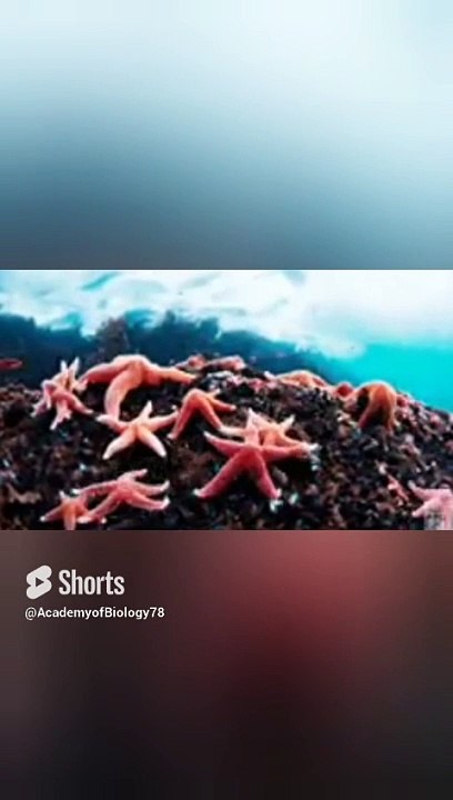 Amazing facts about starfish | interesting facts about star fish | starfish fact | starfish | #starfishfacts #shorts #viral #viralvideo